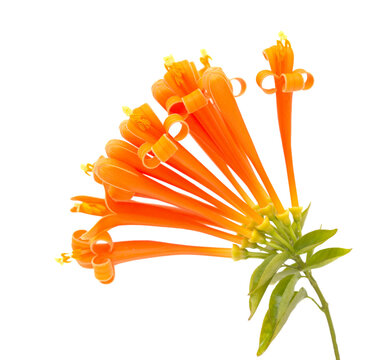 Pyrostegia venusta, aka orange trumpetvine isolated on white background