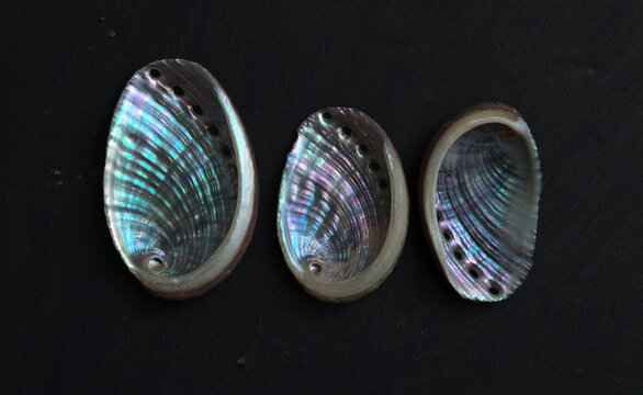 Fauna of Atlantiic ocean around Gran Canaria - shells of Haliotis tuberculata coccinea, green ormer 