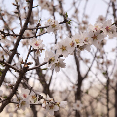 Horticulture of Gran Canaria -  almond trees blooming in Tejeda in January