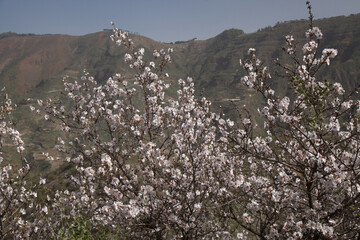 Horticulture of Gran Canaria -  almond trees blooming in Tejeda in January