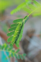 close up of a green leaf