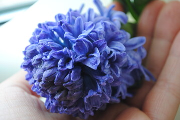 Spring flowers. Dew on the flowers. Floral freshness.