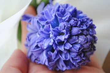 Spring flowers. Dew on the flowers. Floral freshness.