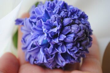 Spring flowers. Dew on the flowers. Floral freshness.