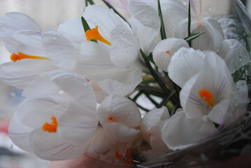 Spring flowers. Dew on the flowers. Floral freshness.