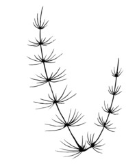 Horsetail Vector botanical isolated illustration