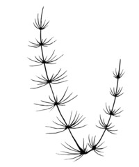 Obraz premium Horsetail Vector botanical isolated illustration