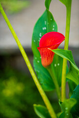 nice calla in the garden