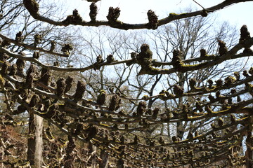 cute trees in Bokrijk, Genk, Belgium