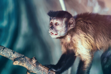 Funny surprised small monkey with open mouth on tree branch.