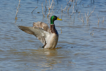 Male Mallard (Anas platyrhynchos) flapping its wings
