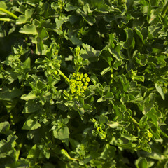 Flora of Gran Canaria - flowering Astydamia latifolia, Canary Sea Fennel, edible plant native to Canary Islands, natural macro floral background
