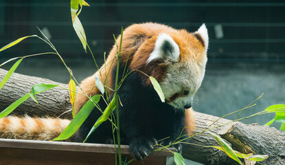 Red panda bear (Ailurus fulgens) sits and eats bamboo leaves. Close-up portrait of cute fluffy bear...