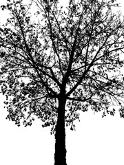 silhouette of tree.Line of tree isolated on white background.black and white picture.Layout of the tree.