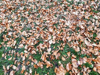Dry leafs background.Autumn fallen leaves on full Dry leafs background.Autumn fallen leaves on green lawn.
