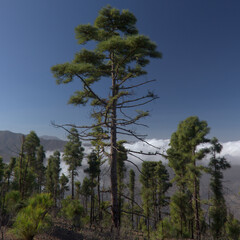 Gran Canaria, landscape of the mountainous part of the island in the Nature Park Tamadaba, 
hiking route to Faneque, the tallest over-the-sea cliff of Europe