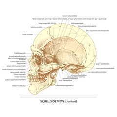 415_skull, side view_human skull, side view, hand drawing, graphics, brown, vector detailed illustrations, natural, parts name, lettering, designation, poster, cranium,