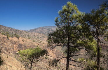 Fototapeta na wymiar Gran Canaria, landscape of the mountainous part of the island in the Nature Park Tamadaba, hiking route to Faneque, the tallest over-the-sea cliff of Europe 