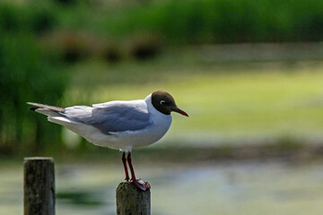Mouette rieuse sur un poteau