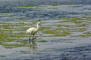 Aigrette garzette dans le marais