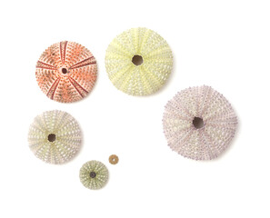 Fauna of Atlantic ocean around Gran Canaria - skeletons of Paracentrotus, sea urchin isolated on...