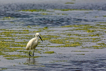 Aigrette garzette dans le marais