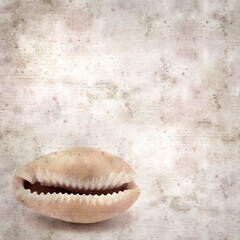Fototapeta na wymiar stylish textured old paper background with small Cowrie shell