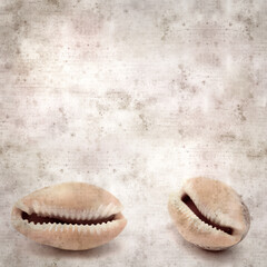 stylish textured old paper background with small Cowrie shell