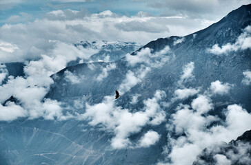 Condor over the Colca Canyon in the Andes, PERU.