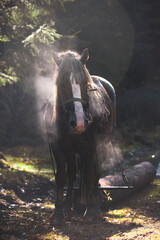 horse dragging a log in the mountains