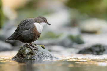 White throated dipper perched on the rock (Cinclus cinclus)