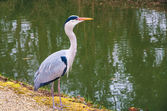 Great close-up view of a grey heron (Ardea cinerea), a long-legged wading bird of the heron family, Ardeidae, seen in the garden of the famous Schwetzingen Palace in Germany.