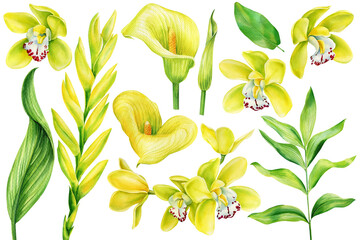 Yellow tropical flowers, callas, orchids, bromeliad. Watercolor botanical illustration on isolated white background