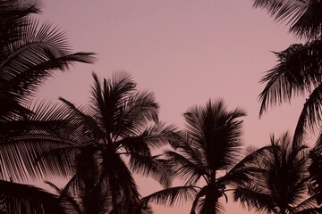 Fototapeta na wymiar Silhouette of several palm tree crowns in front of the pink evening sky