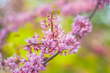 Obraz premium Spring pink decorative acacia flowers, small buds and clusters on a blurred background. Tree with fragrant flowers, soft focus