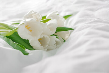 White tulips flowers on the white background. Copy space