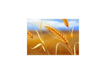 Spikelets of ripe wheat close-up on field against a blue sky with clouds. Vector landscape illustration. 