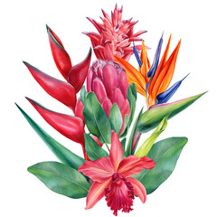 Tropical flowers, callas, orchids, bromeliad, protea, strelitzia. watercolor illustration on isolated white background