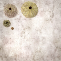 stylish textured old paper background with sea urchin skeletons