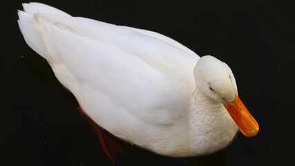 Close-up white duck with well-detailed feathers swimming over dark water.