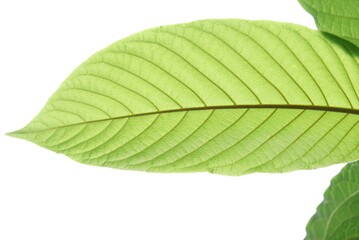 Obraz premium In selective focus a Kratom leaf with on white isolated background for green foliage backdrop