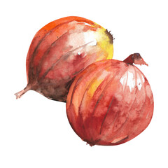 Hand drawn watercolor onion. Illustration isolated on white background
