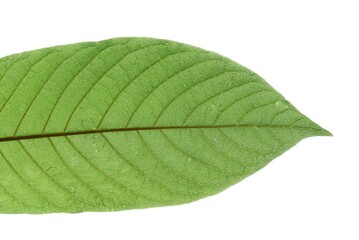 Obraz premium In selective focus a Kratom leaf with on white isolated background for green foliage backdrop