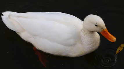 Close-up white duck with well-detailed feathers swimming over dark water.