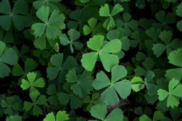 In selective focus water fern plant growing on the ground with dark background