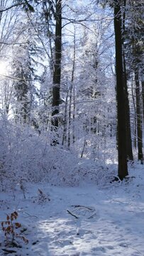 A curved mountain country road in the middle of the snowy forest