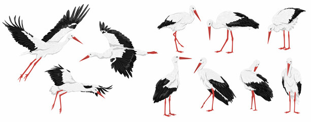 White stork set. Male and female Ciconia ciconia birds stand and fly. Realistic vector animal - obrazy, fototapety, plakaty
