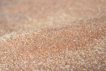 wheat grains in storage