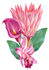 Flowers, lily, orchids and protea. Tropical watercolor illustration on isolated white background