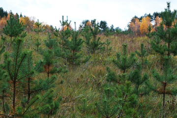 Young Christmas trees. Restoring natural resources.